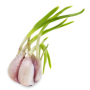 Garlic Sprouting